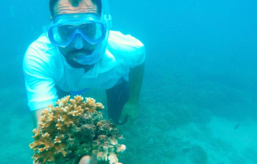 Dolphin Watching & Snorkeling