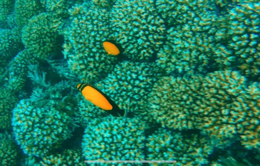 Dolphin Watching & Snorkeling