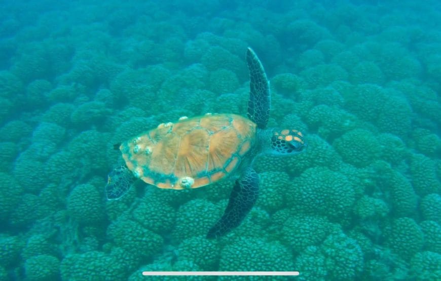 Dolphin Watching & Snorkeling