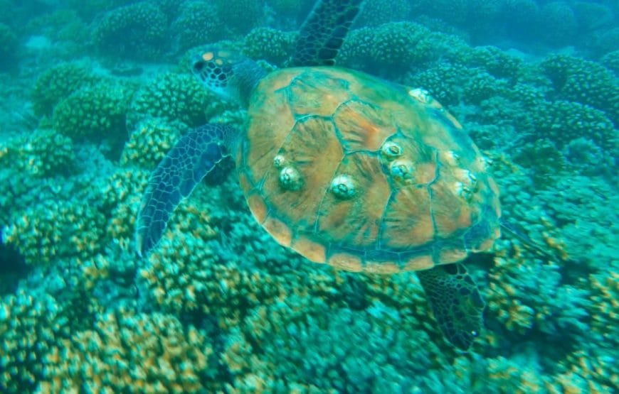 Dolphin Watching & Snorkeling