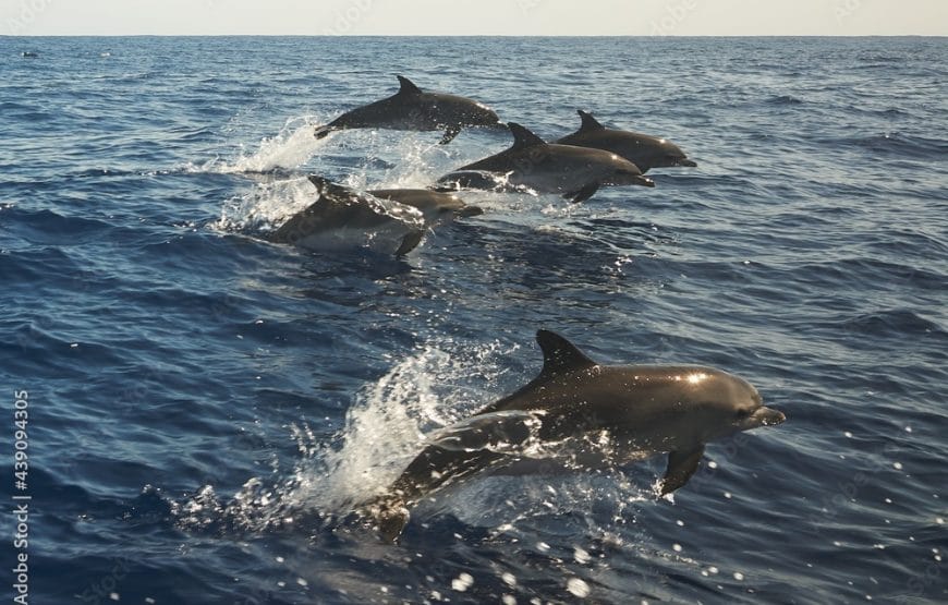 Dolphin Watching & Snorkeling