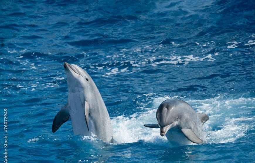 Dolphin Watching & Snorkeling