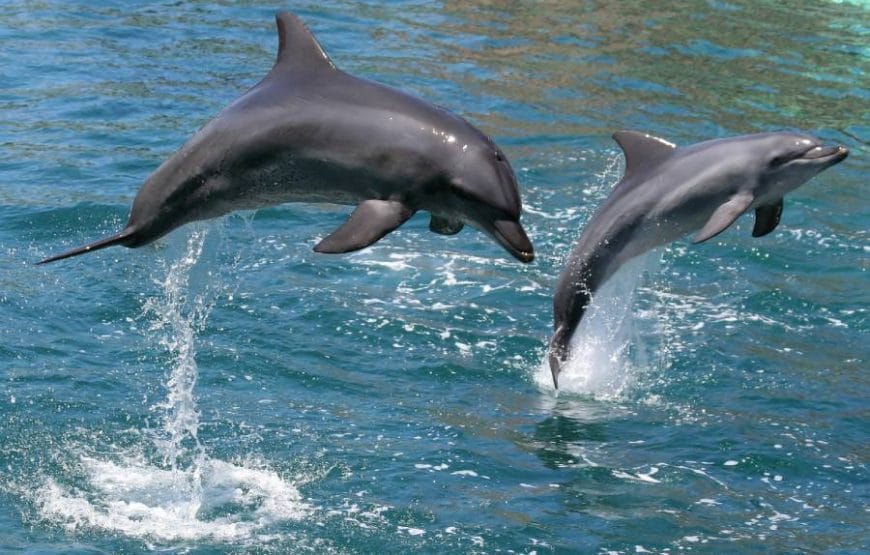 Dolphin Watching Cruise