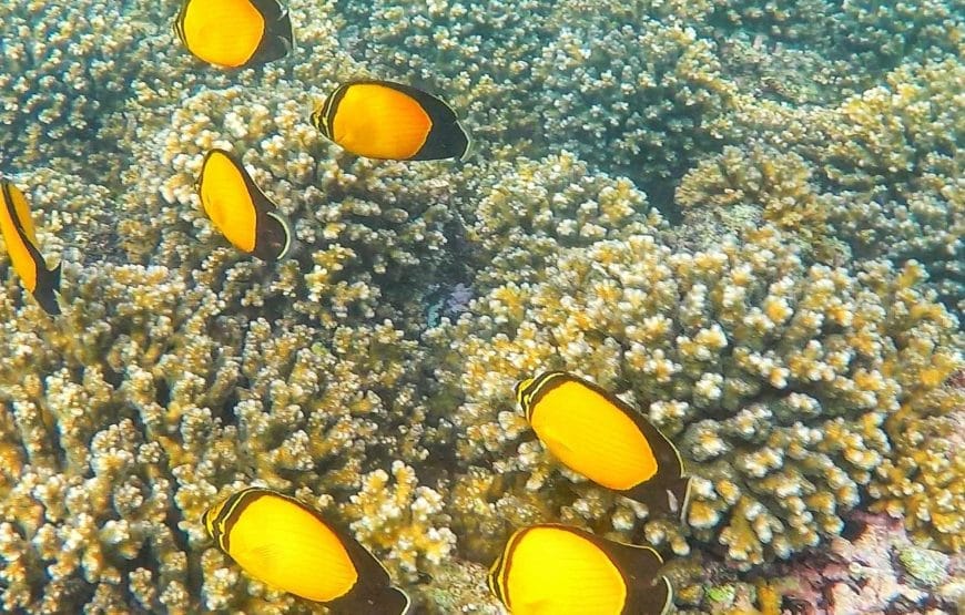 Dimaniyat Island Snorkelling Cruise