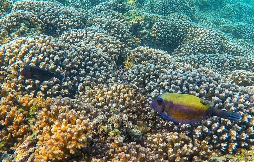 Dimaniyat Island Snorkelling Cruise
