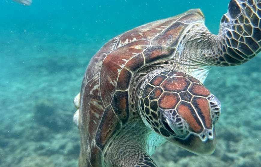 Dimaniyat Island Snorkelling Cruise