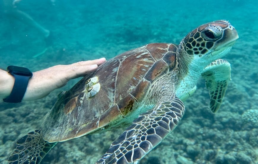 Dimaniyat Island Snorkelling Cruise