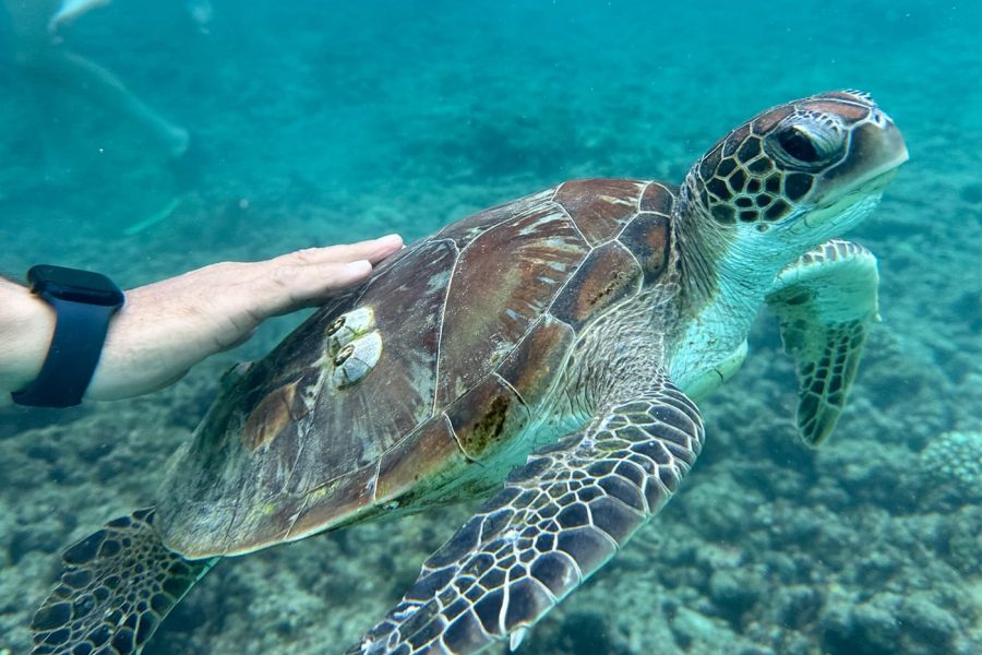 Dolphin Watching & Snorkeling